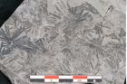 Foto (Detailansicht) von Annularia sp.  (NHMW-GEO-2024-0188-11174)
